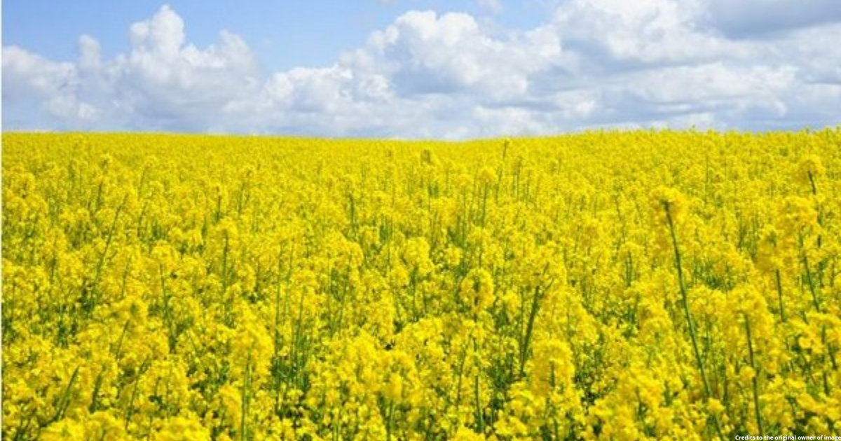 Industry body SEA seeks genetically-modified mustard from Centre for cultivation